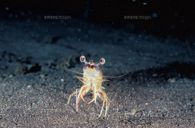 クルマエビの水中写真[01927003143]の写真・イラスト素材｜アマナ