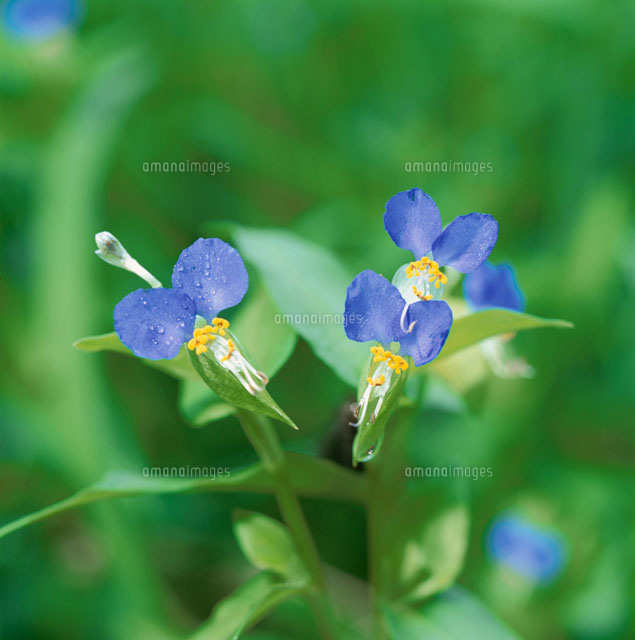 つゆくさ の写真素材 イラスト素材 アマナイメージズ