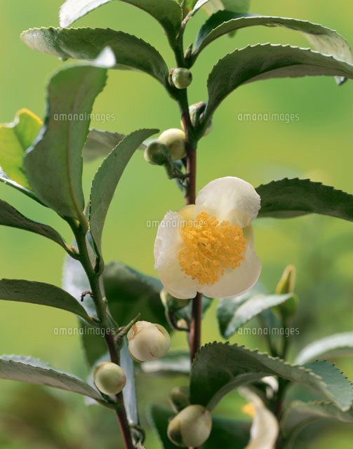 お茶の花 の写真素材 イラスト素材 アマナイメージズ