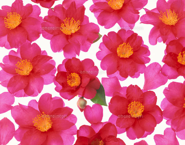 花びら サザンカ の写真素材 イラスト素材 アマナイメージズ