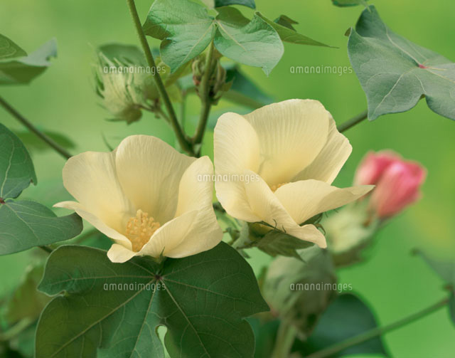 綿の花 の写真素材 イラスト素材 アマナイメージズ