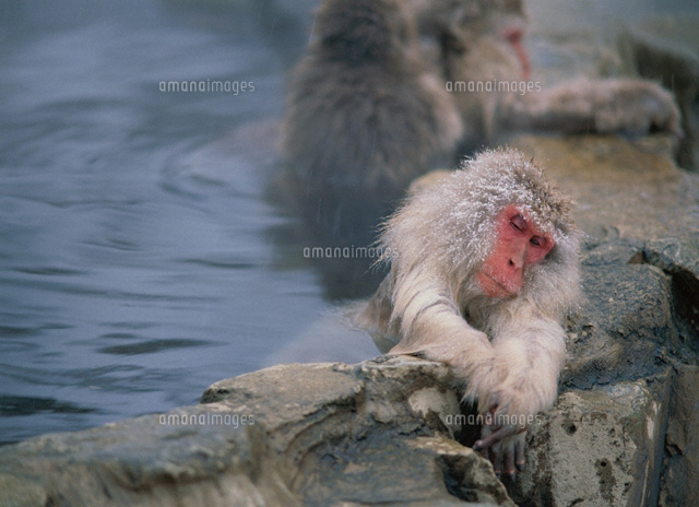 温泉に入るサル の写真素材 イラスト素材 アマナイメージズ
