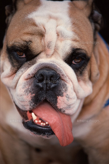 ブルドック の写真素材 イラスト素材 アマナイメージズ