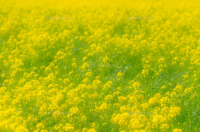 菜の花畑 の写真素材 イラスト素材 アマナイメージズ