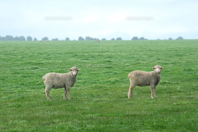2匹の羊[02233000238]の写真・イラスト素材｜アマナイメージズ
