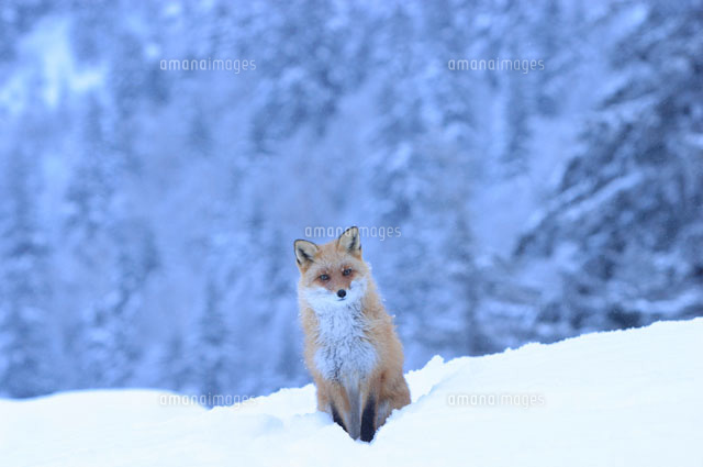 雪の中のキタキツネ の写真素材 イラスト素材 アマナイメージズ