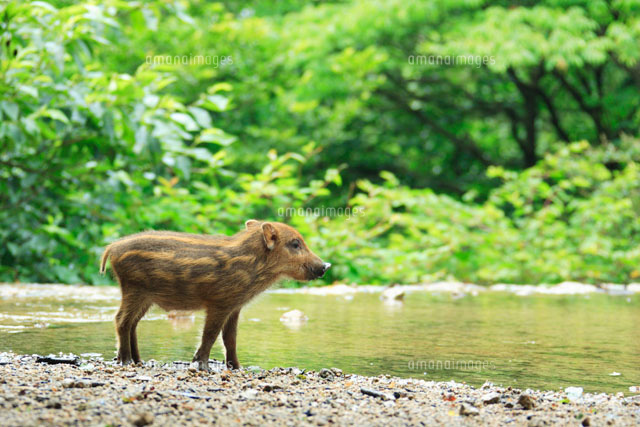川のほとりのウリボウ[02233000371]の写真・イラスト素材｜アマナ 