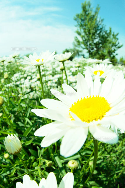 マーガレットの花 の写真素材 イラスト素材 アマナイメージズ