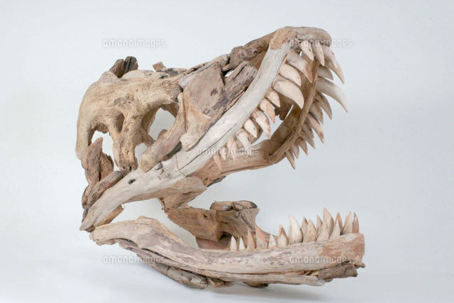 流木のティラノサウルス風恐竜オブジェ の写真素材 イラスト素材 アマナイメージズ