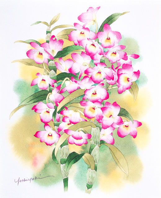 緑のボカシバックのあるデンドロビュウム の写真素材 イラスト素材 アマナイメージズ