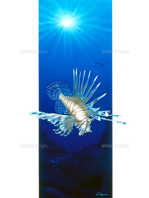 スーパーリアル ミノカサゴ[02237008251]の写真・イラスト素材｜アマナ