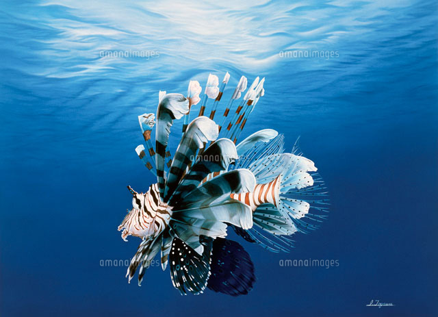 スーパーリアル ミノカサゴ2[02237008264]の写真・イラスト素材