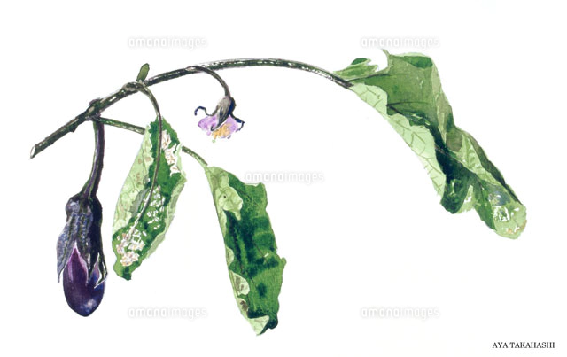 水彩画 有機野菜の大きな三つのラデッシュ[02237010442]の写真