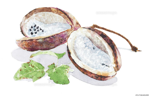 水彩画 熟したあけび[02237010431]の写真・イラスト素材｜アマナイメージズ