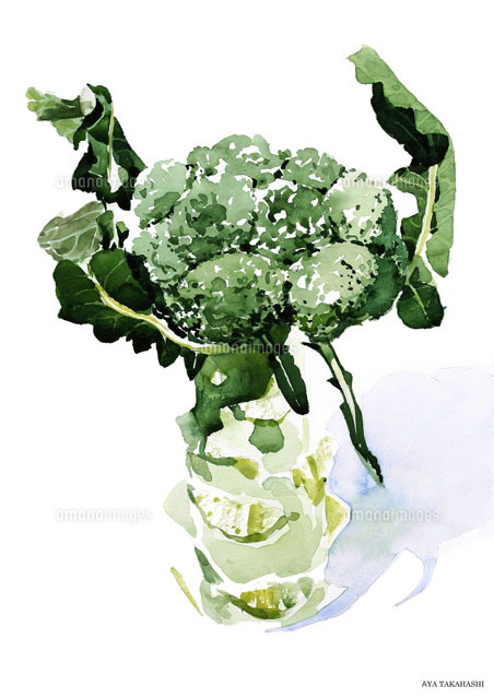 水彩画 有機野菜の大きな三つのラデッシュ[02237010442]の写真