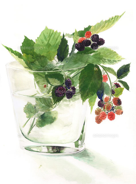 水彩画 赤や黒に色づくブラックベリー の写真素材 イラスト素材 アマナイメージズ