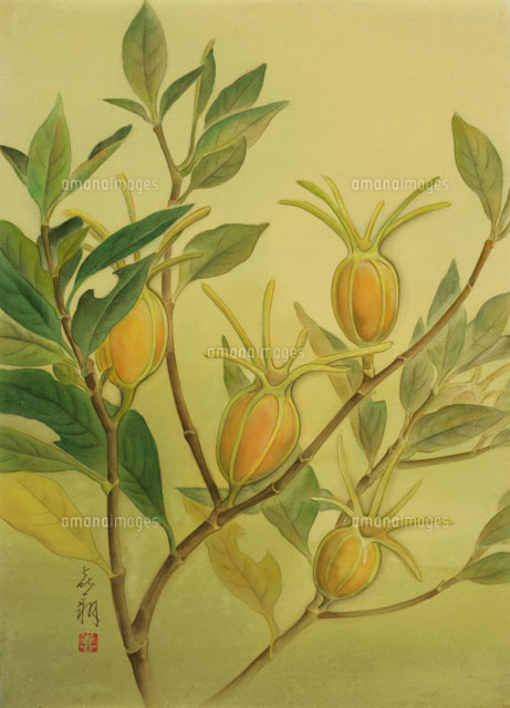植物画 9月 くちなしの実 の写真素材 イラスト素材 アマナイメージズ