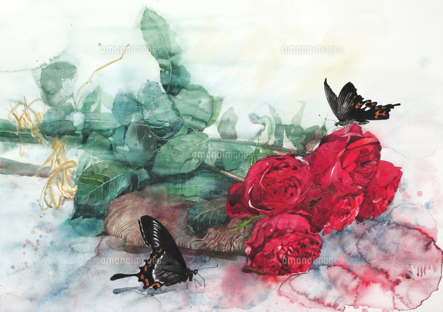 巨大な赤い薔薇「クワトロッソ」と黒い蝶[02237013044]の写真 