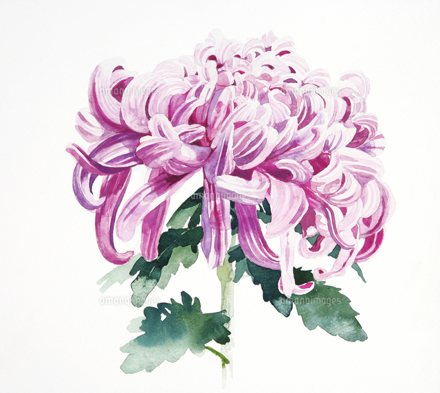 ブルーピンクの菊 の写真素材 イラスト素材 アマナイメージズ