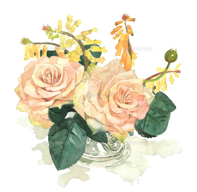 スキンベージュの薔薇と黄色い小花 の写真素材 イラスト素材 アマナイメージズ