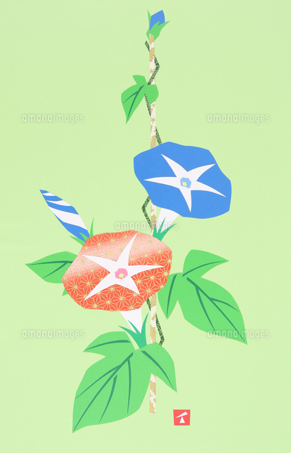 夏のアサガオの花 の写真素材 イラスト素材 アマナイメージズ