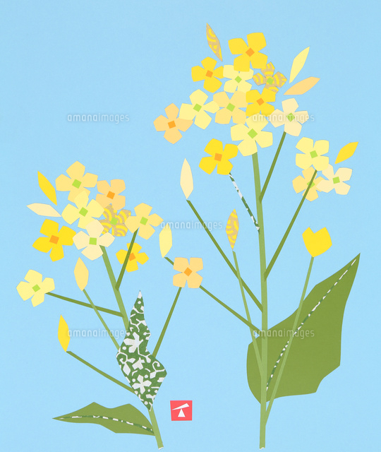 春の植物 菜の花 の写真素材 イラスト素材 アマナイメージズ