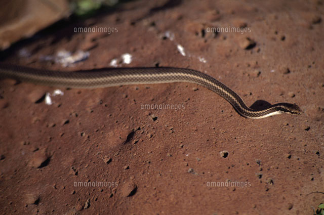ガラパゴスヘビ の写真素材 イラスト素材 アマナイメージズ