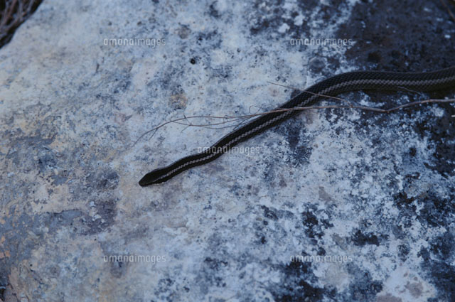 ガラパゴスヘビ の写真素材 イラスト素材 アマナイメージズ