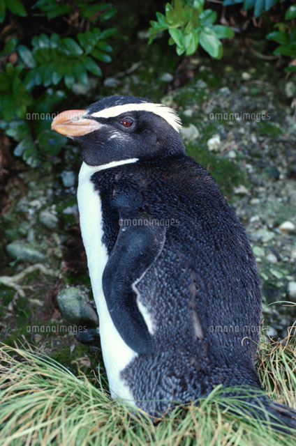 フィヨルドランドペンギンの成鳥 南島 ニュージーランド[02296000085