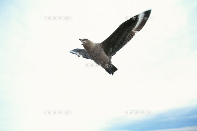 空を飛ぶナンキョクオオトウゾクカモメ 夏 東南極 の写真素材 イラスト素材 アマナイメージズ 空を飛ぶナンキョクオオトウゾクカモメ 夏 東南極 の写真素材 イラスト素材 アマナイメージズ