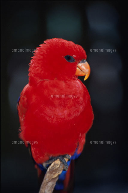 ヒインコ の写真素材 イラスト素材 アマナイメージズ