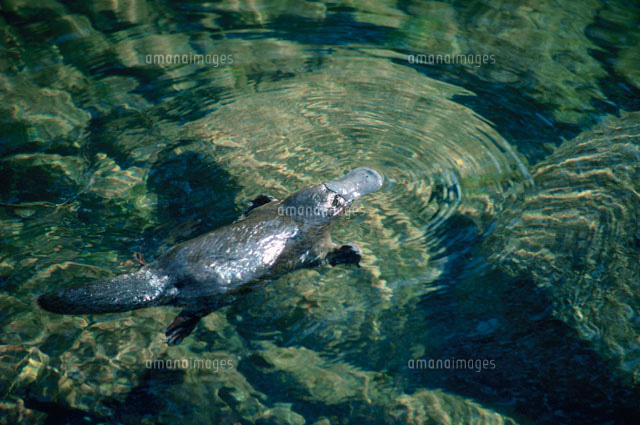 泳ぐカモノハシ タスマニア州 オーストラリア[02296000276]の写真