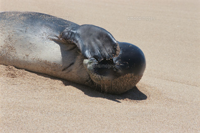 砂浜のハワイモンクアザラシ カウアイ島 ハワイ の写真素材 イラスト素材 アマナイメージズ
