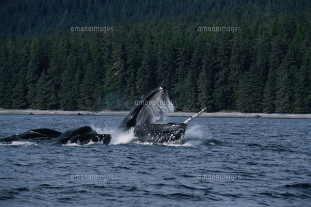 ザトウクジラの群れ グレーシャーベイ国立公園 アラスカ[02296000486