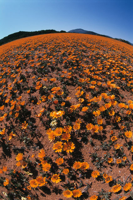 ディモルフォセカシヌアータ アフリカキンセンカ の写真素材 イラスト素材 アマナイメージズ