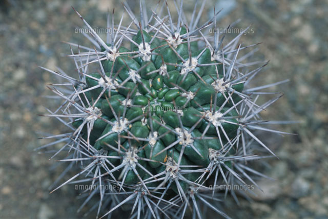 恐竜丸 きょうりゅうまる の写真素材 イラスト素材 アマナイメージズ