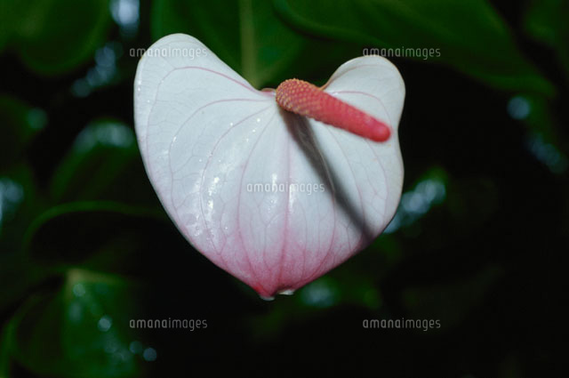 オオベニウチワ アンスリウムアンドレアナム の写真素材 イラスト素材 アマナイメージズ