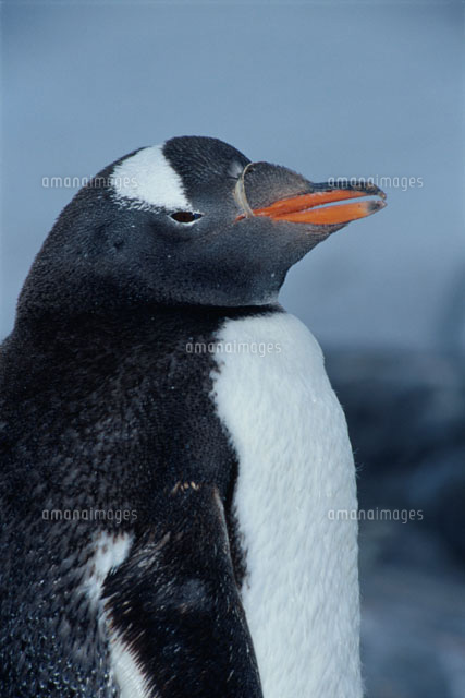 ポートロックロイのジェンツーペンギン 南極半島 の写真素材 イラスト素材 アマナイメージズ