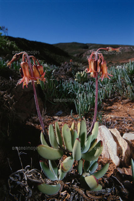 花 Galenia Sarcophylla アフリカ の写真素材 イラスト素材 アマナイメージズ