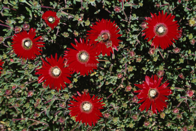 花 Drosanthemum Speciosum アフリカ の写真素材 イラスト素材 アマナイメージズ