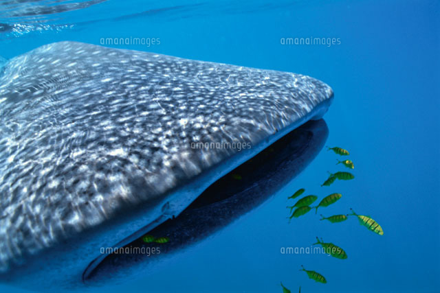 ジンベエザメと黄色い魚 水中撮影 オーストラリア の写真素材 イラスト素材 アマナイメージズ