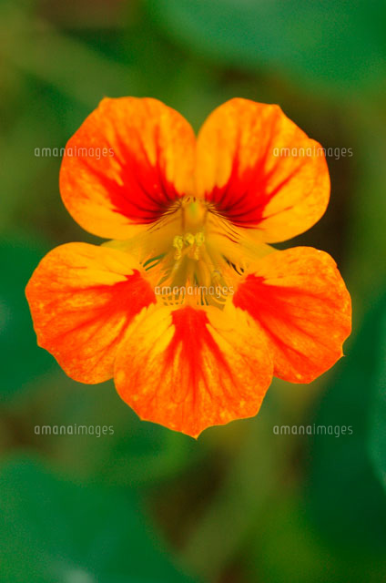 ナスタチウム の写真素材 イラスト素材 アマナイメージズ
