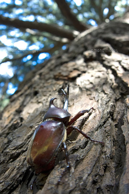 木にとまっているカブトムシのオス の写真素材 イラスト素材 アマナイメージズ