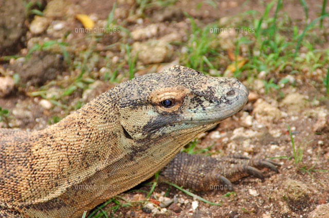 コモドドラゴン（コモドオオトカゲ）[02296002042]の写真・イラスト