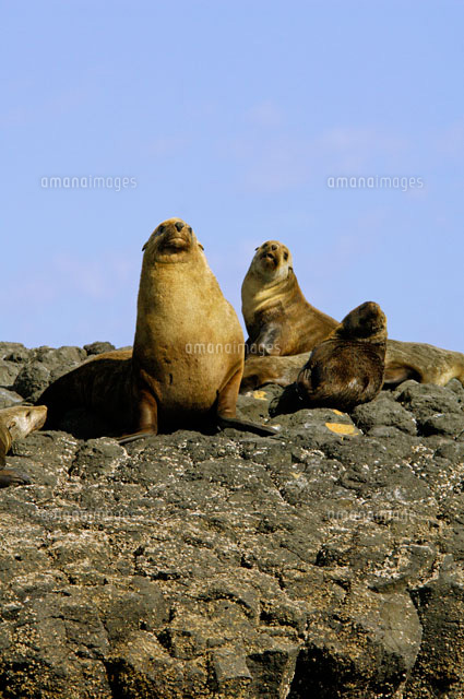 オーストラリアオットセイ[02296002064]の写真・イラスト素材｜アマナ
