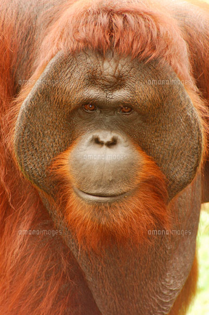オランウータン a の写真素材 イラスト素材 アマナイメージズ