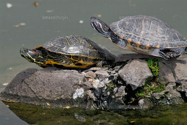 ミシシッピアカミミガメ（ニシキガメ）[02296002098]の写真・イラスト