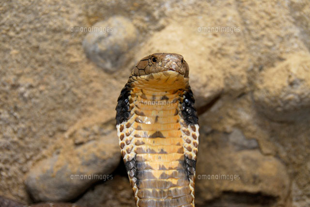 キングコブラ a の写真素材 イラスト素材 アマナイメージズ