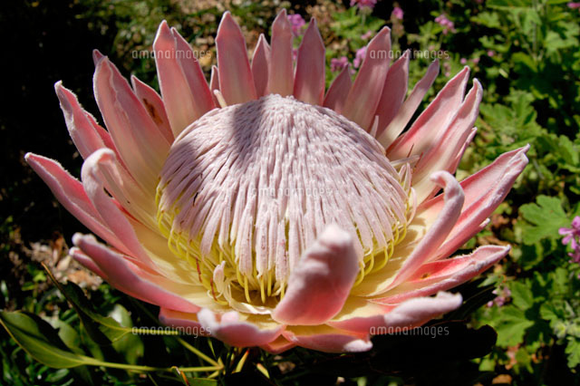 キングプロテア の写真素材 イラスト素材 アマナイメージズ