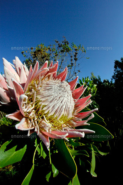 キングプロテア の写真素材 イラスト素材 アマナイメージズ